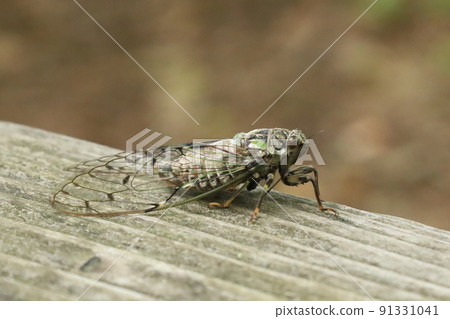 蝦夷春瀨北海道 91331041