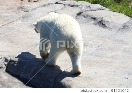 圓山動物園,北極熊的小尾巴 圓山動物園,北極熊的小尾巴 91331042