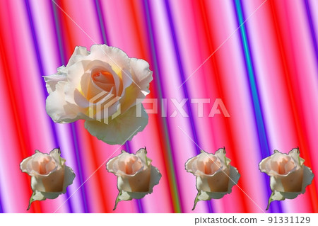 White rose contrast 91331129