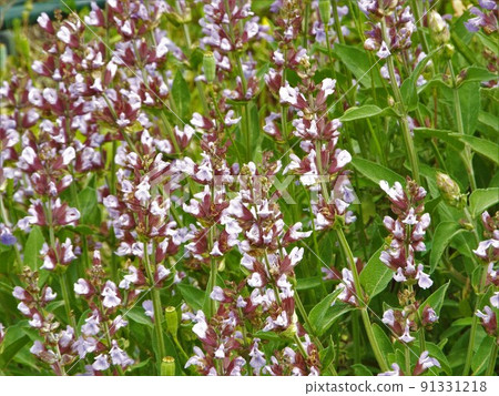 Common Sage Common Sage 91331218