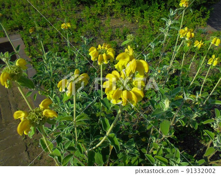 Jerusalem sage 91332002