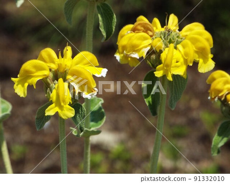 Jerusalem sage 91332010