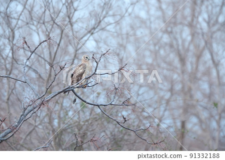 Haylochuhi的女性 Haylochuhi的女性 91332188