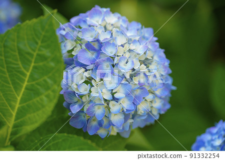 A refreshing blue hydrangea blooming in the garden 91332254