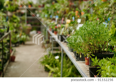 Wide variety of plants in flower shop 91332256