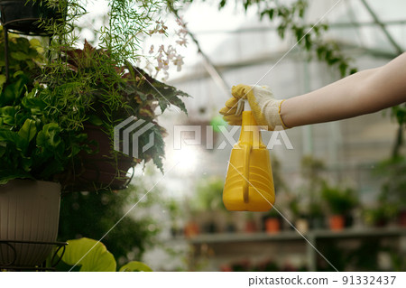 Gardener spraying water on plants during work in hothouse Gardener spraying water on plants during work in hothouse 91332437