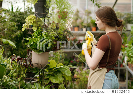 Florist using spray to water flowers Florist using spray to water flowers 91332445