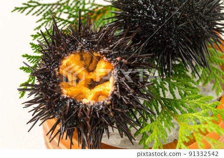 Fresh shelled sea urchin 91332542