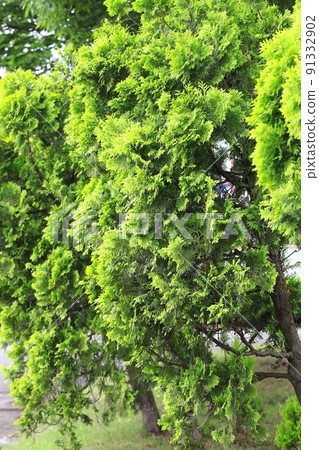 Young leaves of the child's hand Kashiwa (Konotegasiwa) Young leaves of the child's hand Kashiwa (Konotegasiwa) 91332902