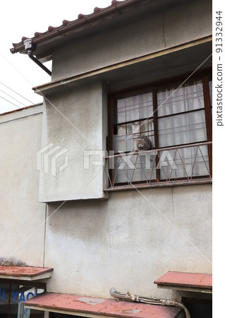 福島，福島市，飯坂溫泉，從窗外走來的貓 91332944