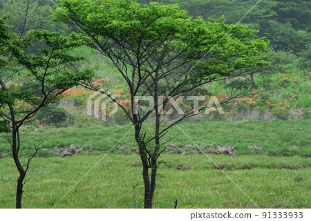 Astragalus azalea blooming 91333933