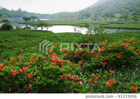 黃芪杜鵑花盛開 91333956