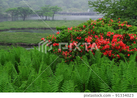 Rennetzuji blooms Akagi mountain 91334023