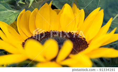 早開花的向日葵田裡的許多向日葵 91334191