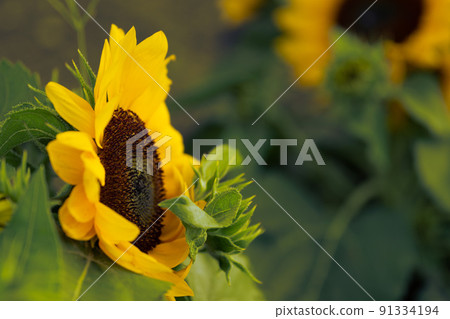 Many sunflowers in the sunflower field that bloomed early 91334194