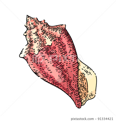 shell sea sketch hand drawn vector shell sea sketch hand drawn vector 91334421