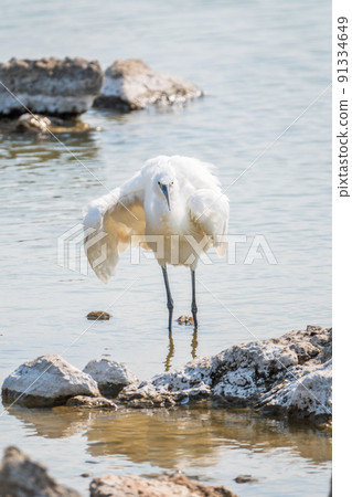 The small white heron or Little egret stands in the lake The small white heron or Little egret stands in the lake 91334649