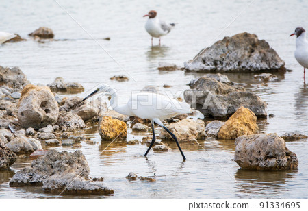 The small white heron or Little egret stands in the lake The small white heron or Little egret stands in the lake 91334695