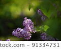 丁香，北海道的初夏花 91334731