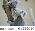 Koala parent and child 91335010