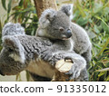 Koala's baby 91335012