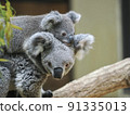 Koala to piggyback 91335013