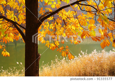 late autumn image 91335577