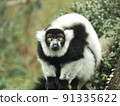 Elemaki lemur 91335622