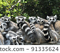 Wolverine lemur 91335624