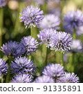 可愛的小花，盛開的Ruritama Kanzashi 91335891
