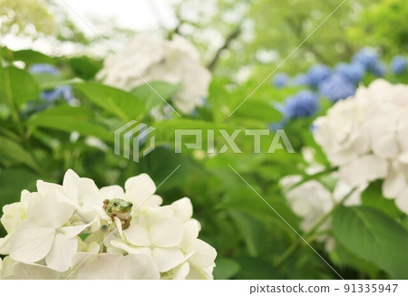 繡球花上可愛的雨蛙 繡球花上可愛的雨蛙 91335947
