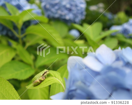 繡球花葉子上可愛的雨蛙 91336228