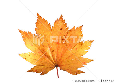 Autumn maple leaf Autumn maple leaf 91336748