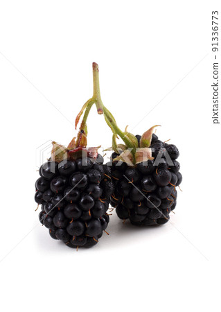 Blackberries Blackberries 91336773
