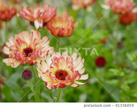 Calendula 2 Gold Beauty Calendula 2 Gold Beauty 91336859