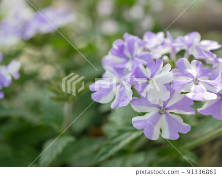 Verbena 3 Ice Twinkle Verbena 3 Ice Twinkle 91336861