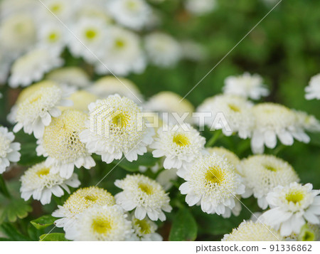 Mayweed 2 Mayweed 2 91336862