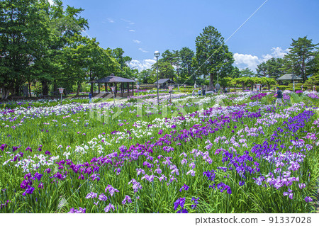 Ayame Park 91337028
