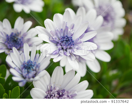 Osteospermum 1 bluish purple 91337642
