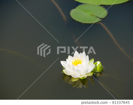 Water lily 10 white Water lily 10 white 91337645
