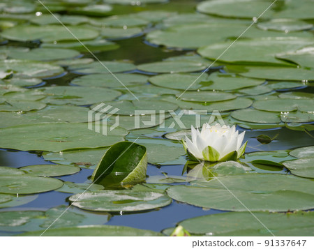 Water lily 11 white Water lily 11 white 91337647