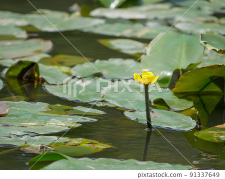 Kohone 1 Himekouhone Kohone 1 Himekouhone 91337649