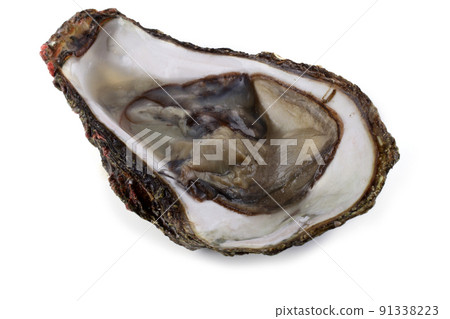 Oyster isolated on white Oyster isolated on white 91338223