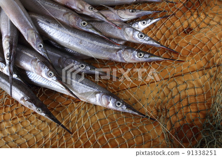 Garfish on net 91338251