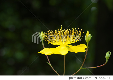 Hypericum monogynum: Hypericum flower [Dark background] 91338285