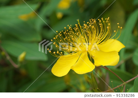 Hypericum monogynum: Hypericum flower [green background] 91338286