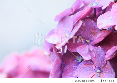 Rainy hydrangea landscape 91338344