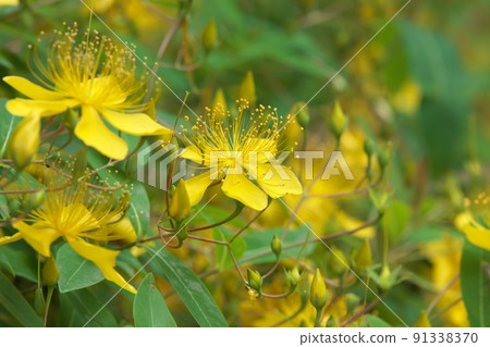 Hypericum monogynum：金絲桃花[綠色背景] 91338370