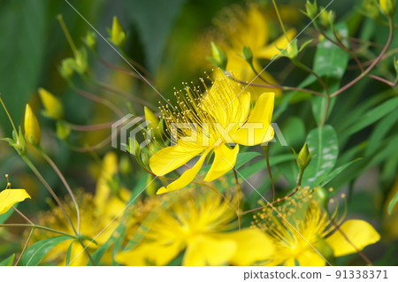 Hypericum monogynum：金絲桃花[綠色背景] 91338371