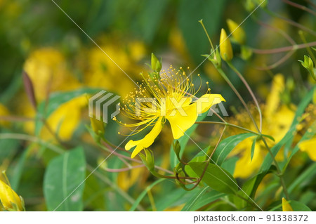 Hypericum monogynum：金絲桃花[綠色背景] 91338372